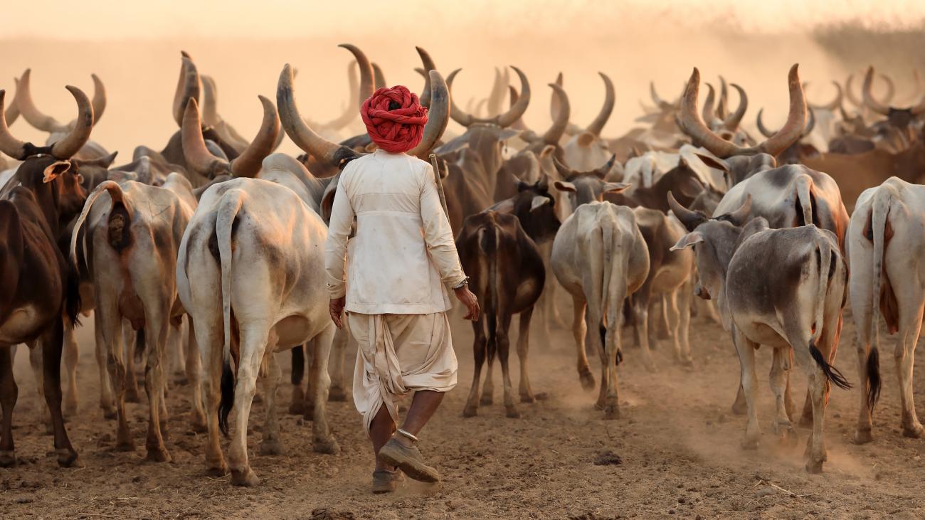Rabari Herder in Kutch